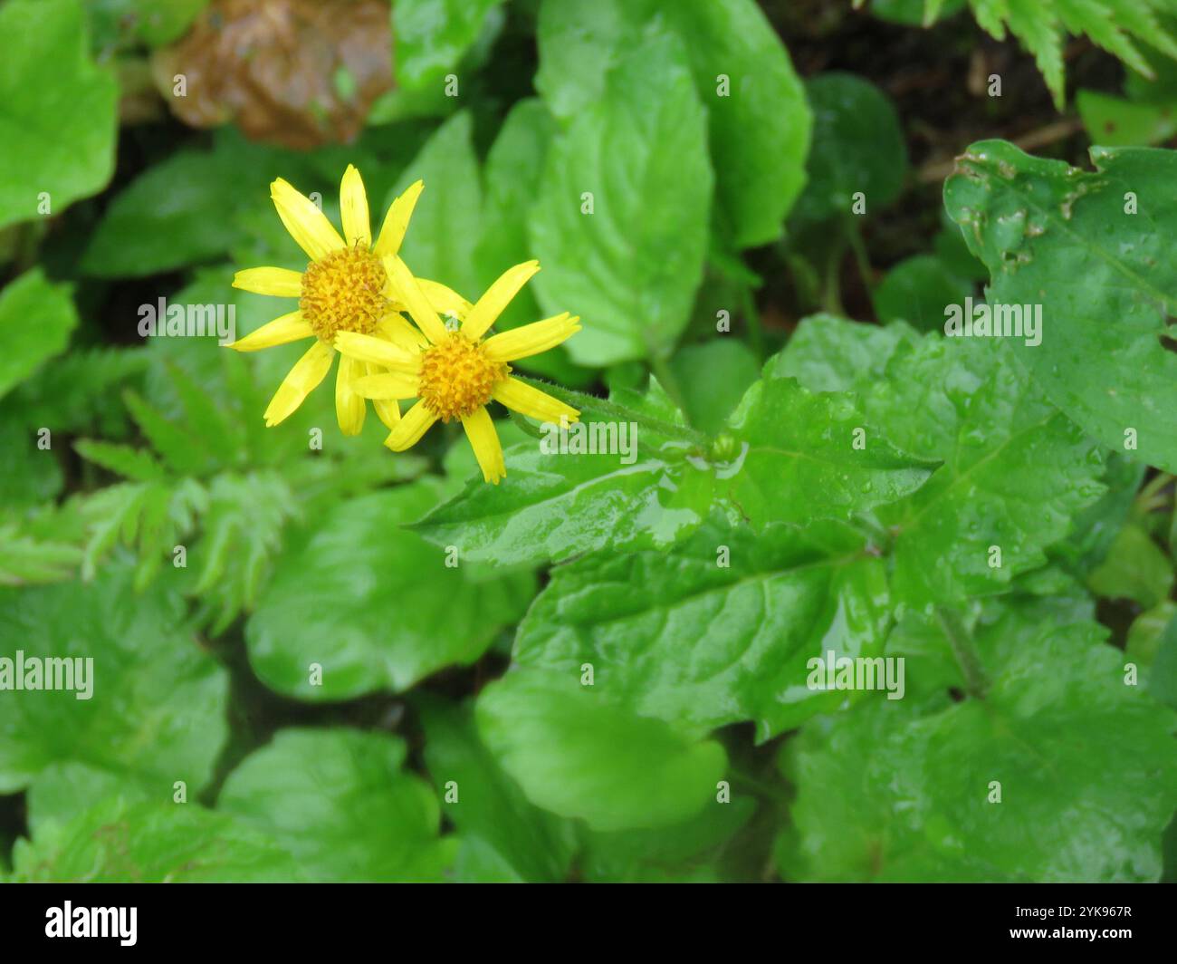 Arnica a foglia larga (Arnica latifolia) Foto Stock