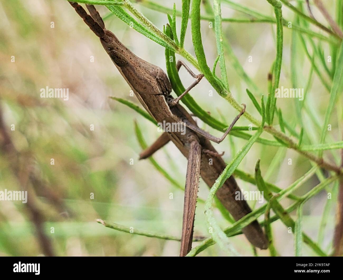 Grasshopper per stuzzicadenti a testa lunga (Achurum carinatum) Foto Stock