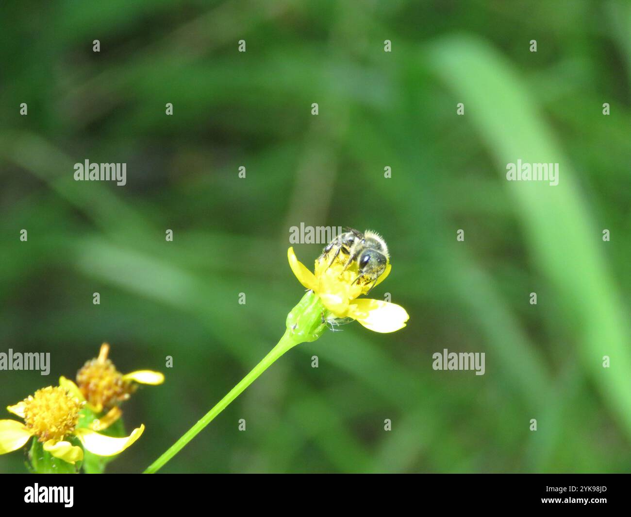 Api e vespe Apoidi (Apoidea) Foto Stock