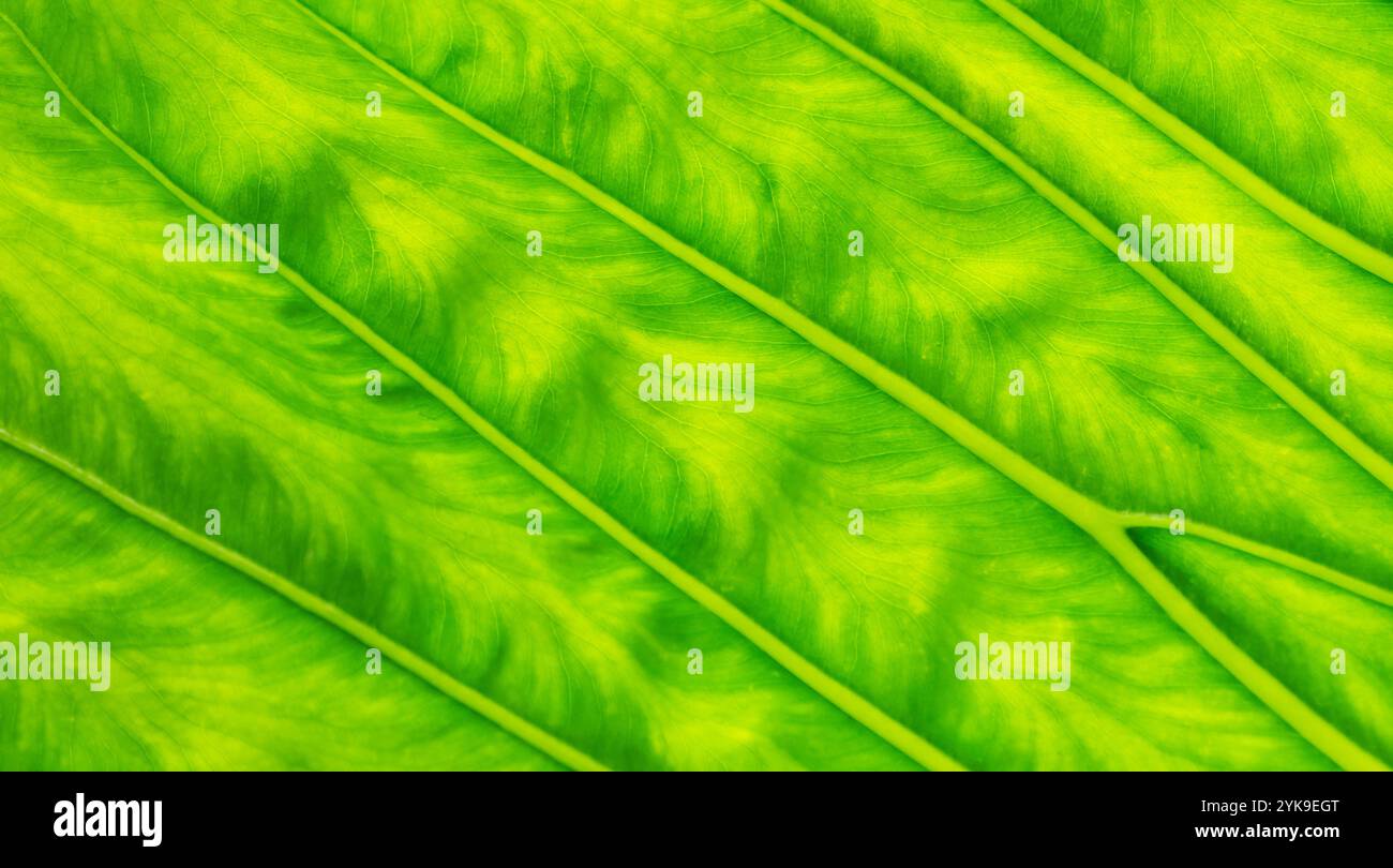 Natura astratta di una foglia verde brillante con dettagli ravvicinati, sfondo, sovrapposizione, design grafico. Foto Stock