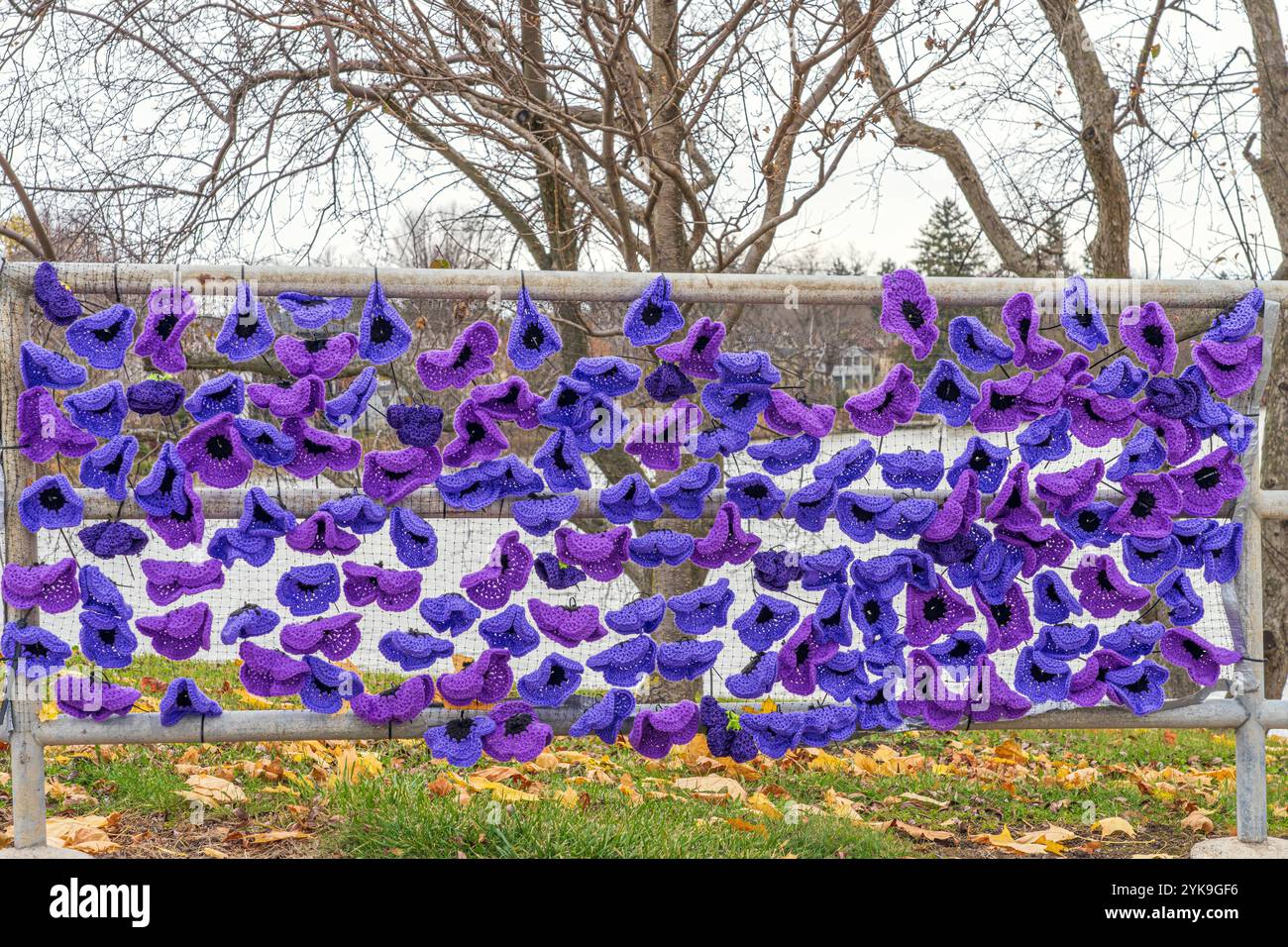 Un gruppo di maglieria di Stratford Ontario ha prodotto oltre 12000 papaveri da esporre in tutta la città per onorare e ricordare i veterani. I papaveri viola lo sono Foto Stock