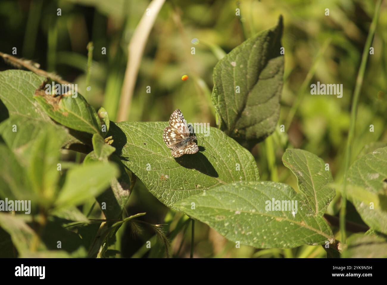 New World Checkered Skipper (Burnsius) Foto Stock