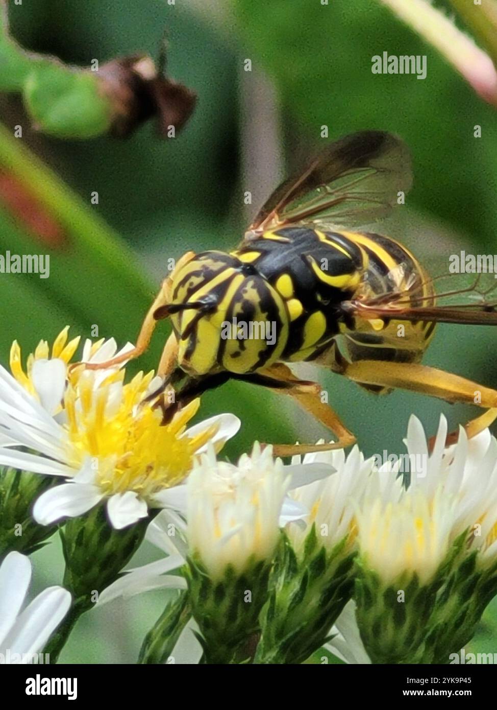 Volo sul calabrone orientale (Spilomyia longicornis) Foto Stock