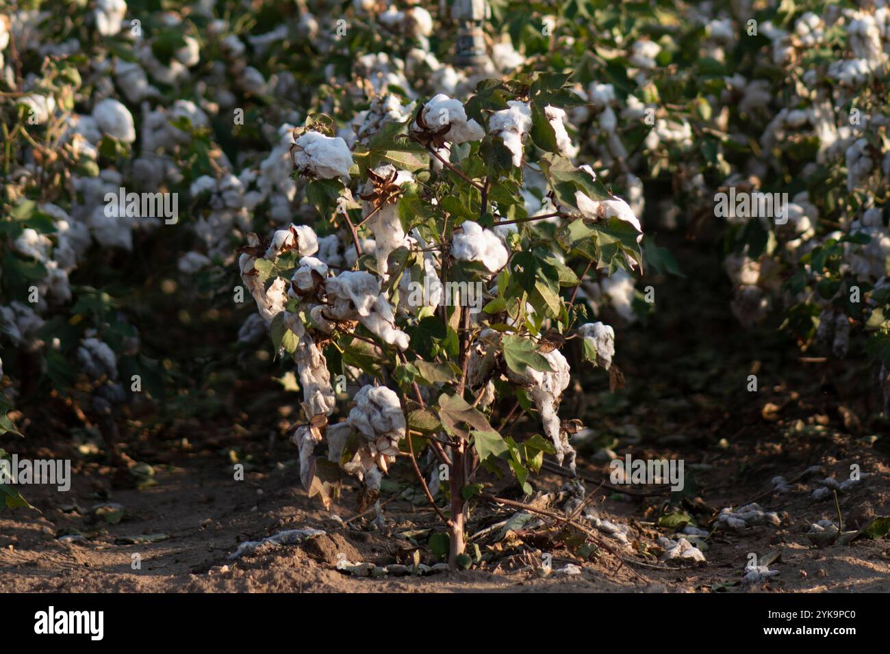 Gli irrigatori a spirale sono appesi sopra le piante di cotone, a Batesville, Texas, il 23 agosto 2020. USDA Photo and Media di Lance Cheung. Foto Stock