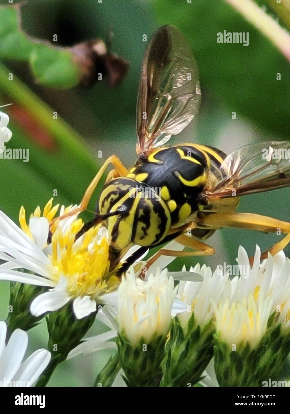 Volo sul calabrone orientale (Spilomyia longicornis) Foto Stock