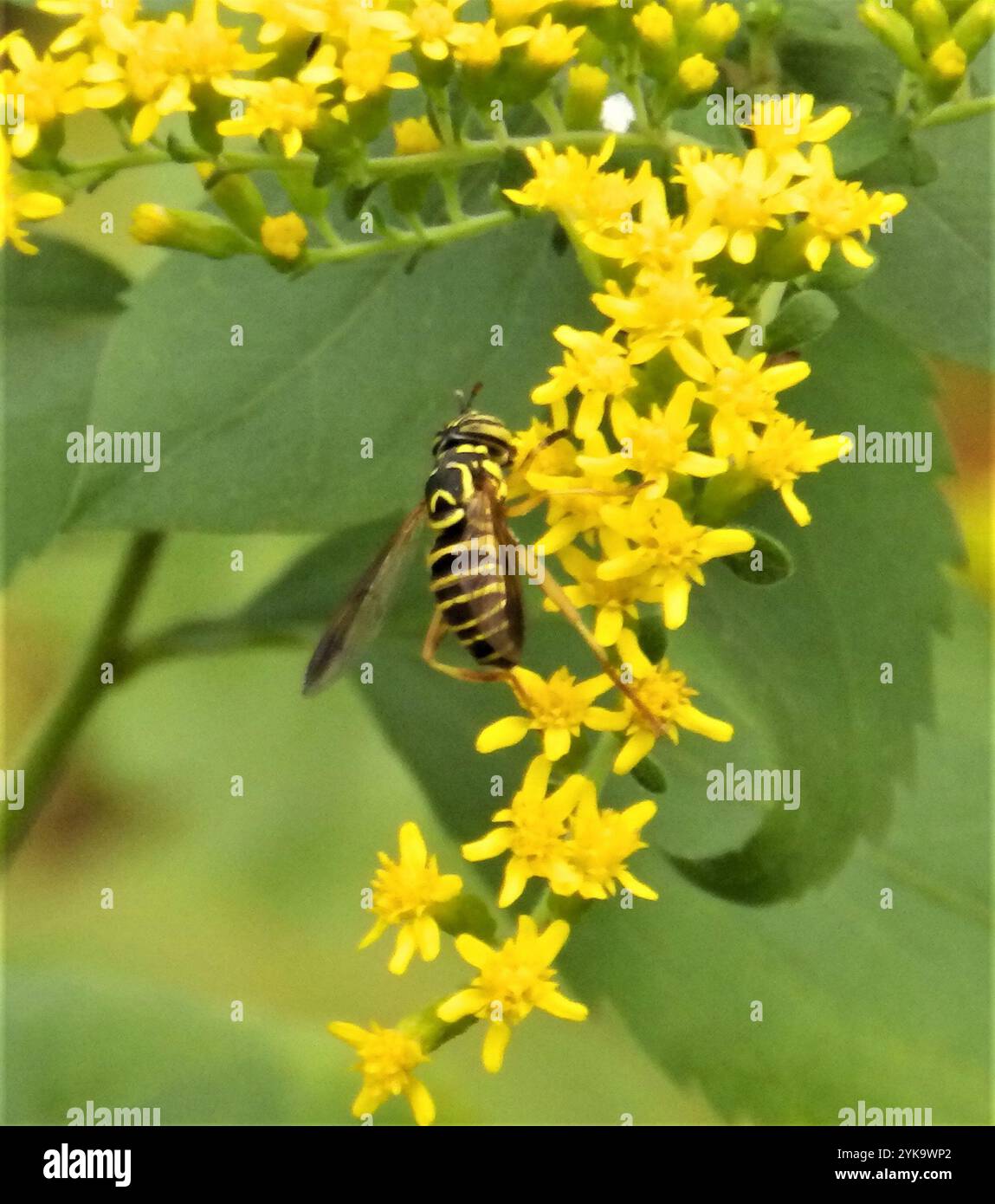 Volo sul calabrone orientale (Spilomyia longicornis) Foto Stock