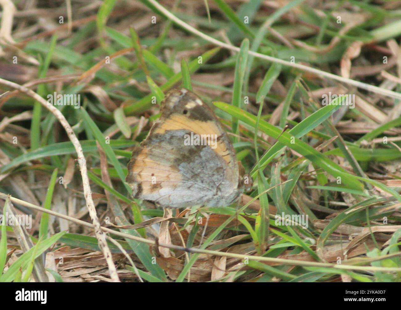 Pansy giallo (Junonia hierta) Foto Stock