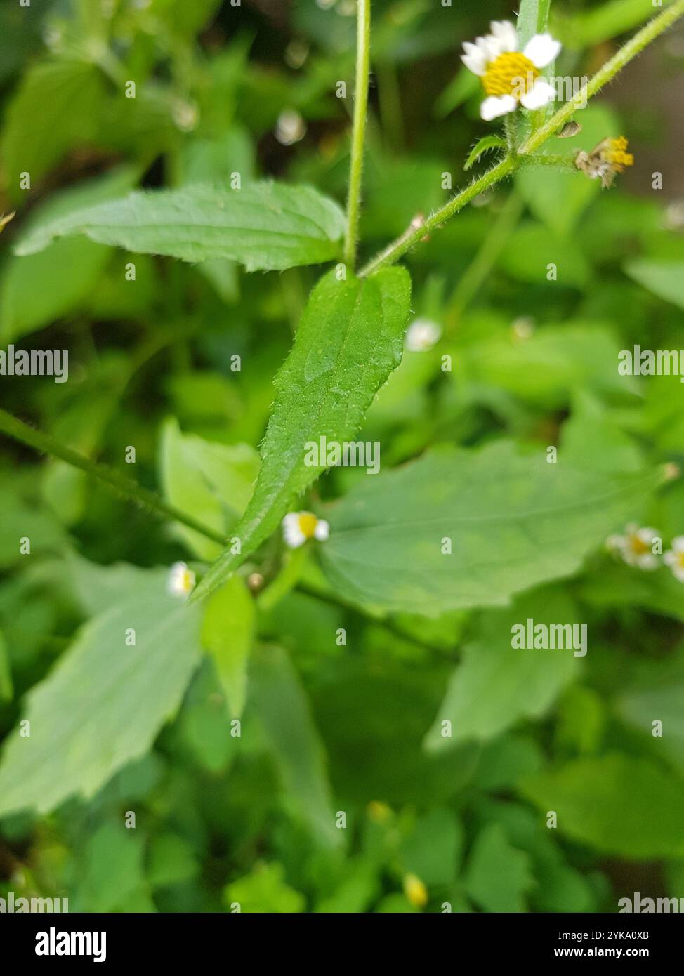 Soldato shaggy (Galinsoga quadriradiata) Foto Stock