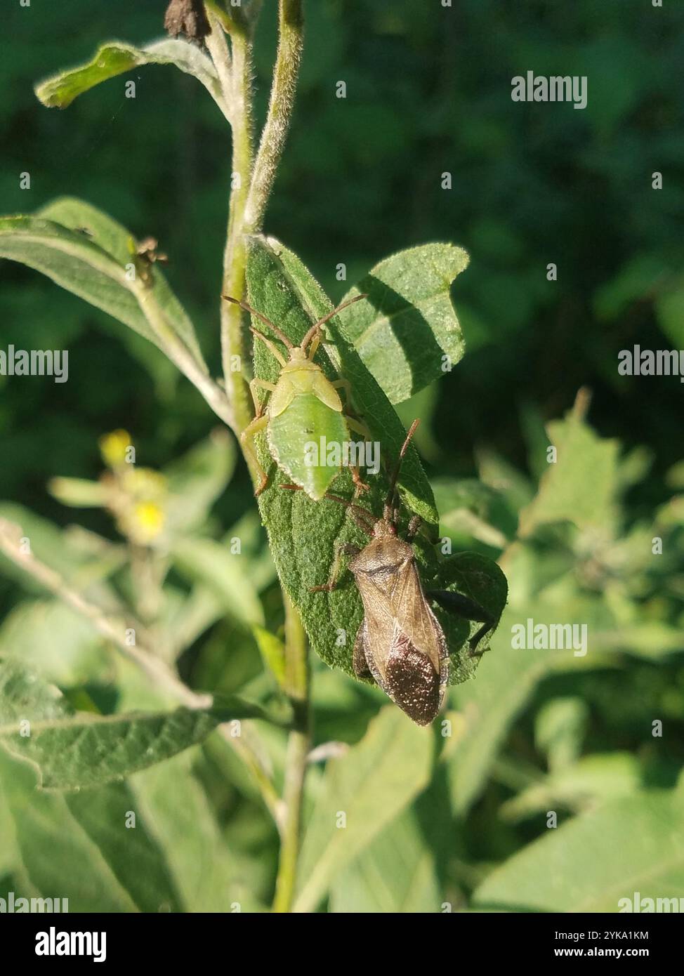 (Calcaratore Piezogaster) Foto Stock