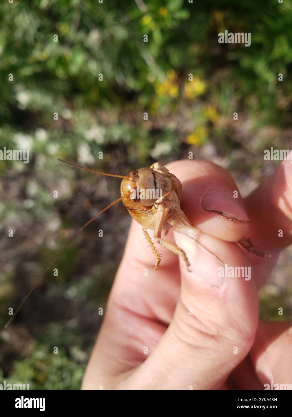 Cricket di Mormon (Anabrus simplex) Foto Stock