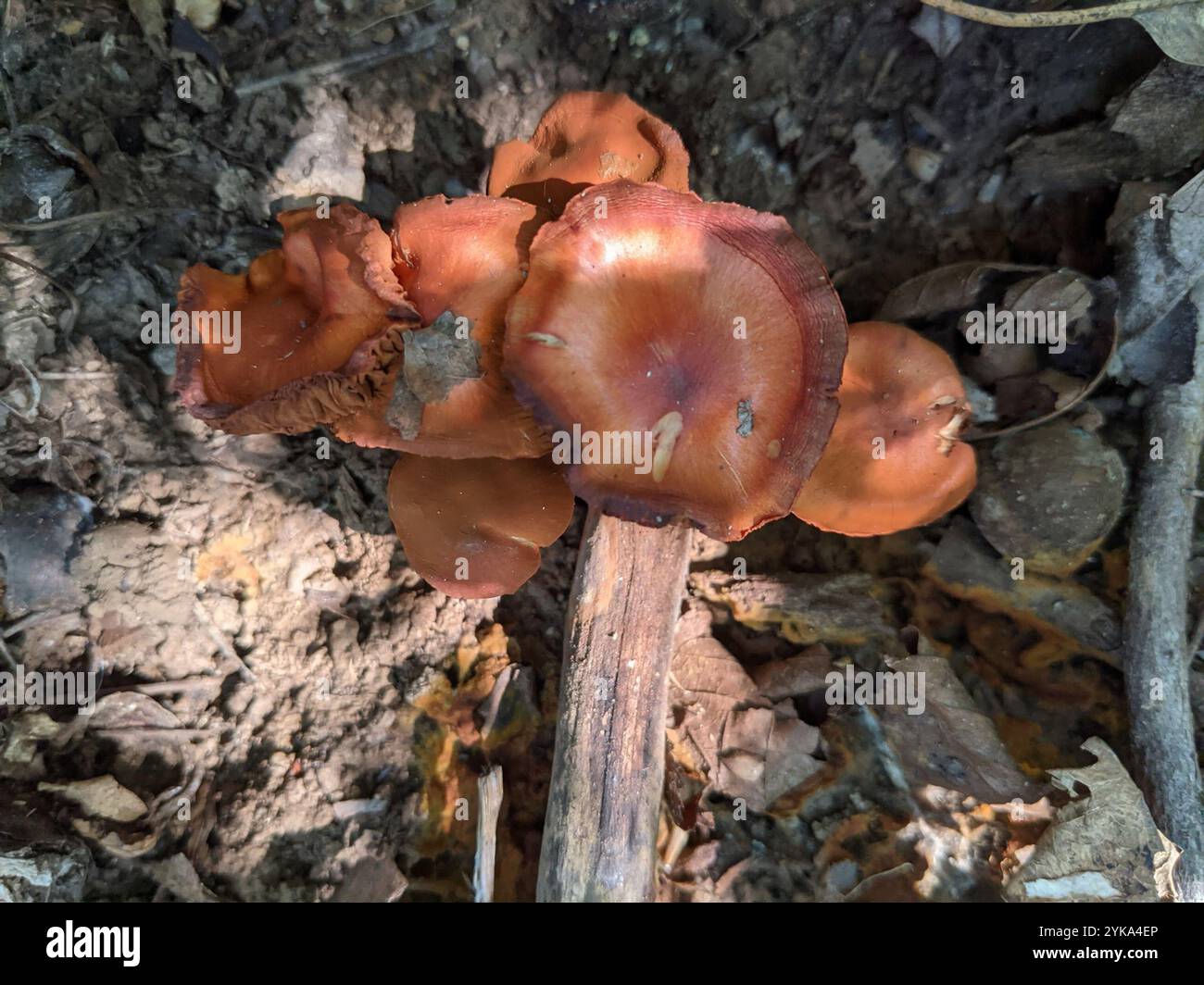 Rustgill squamoso (Gymnopilus sapineus) Foto Stock