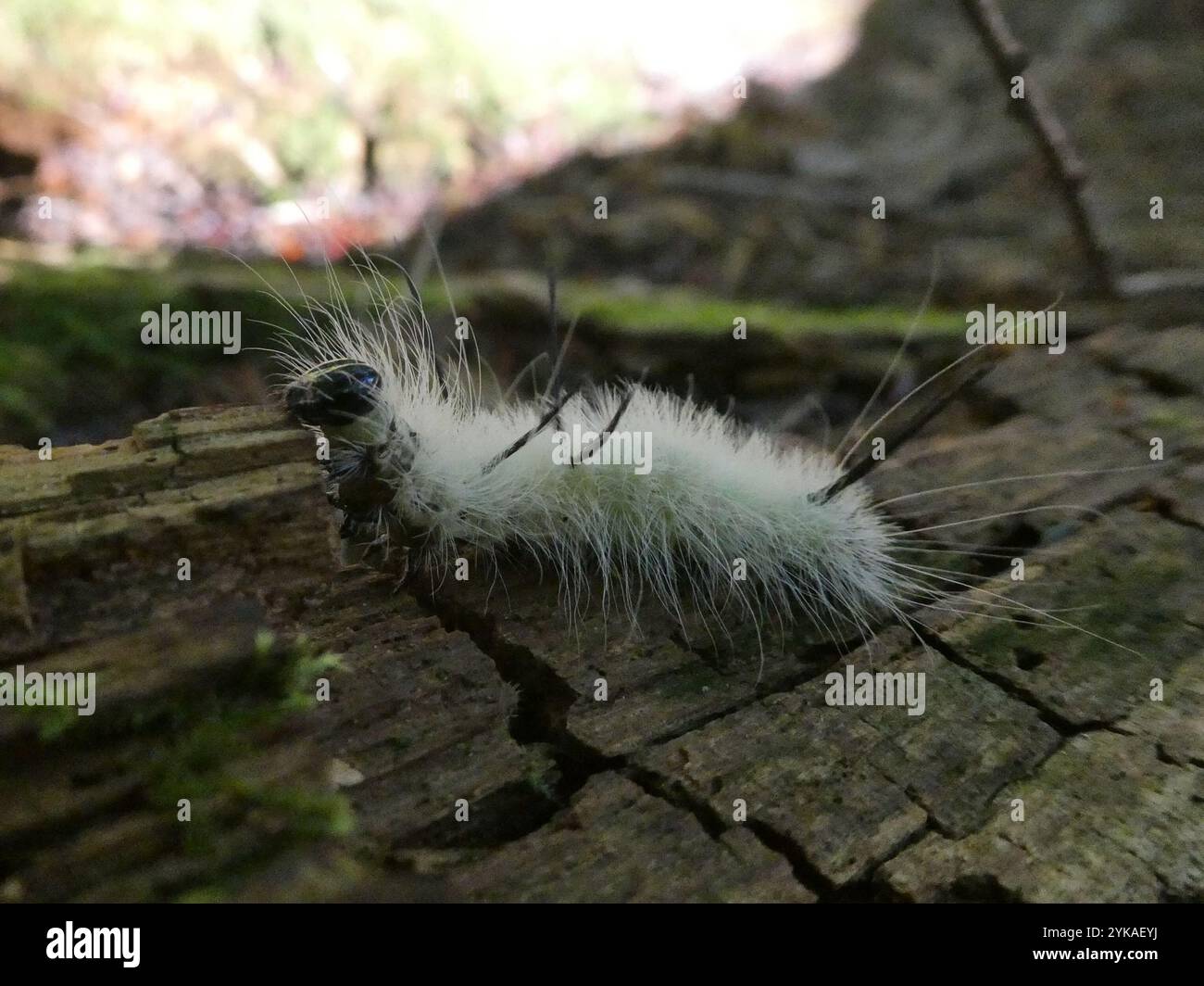 Pugnale americano (Acronicta americana) Foto Stock