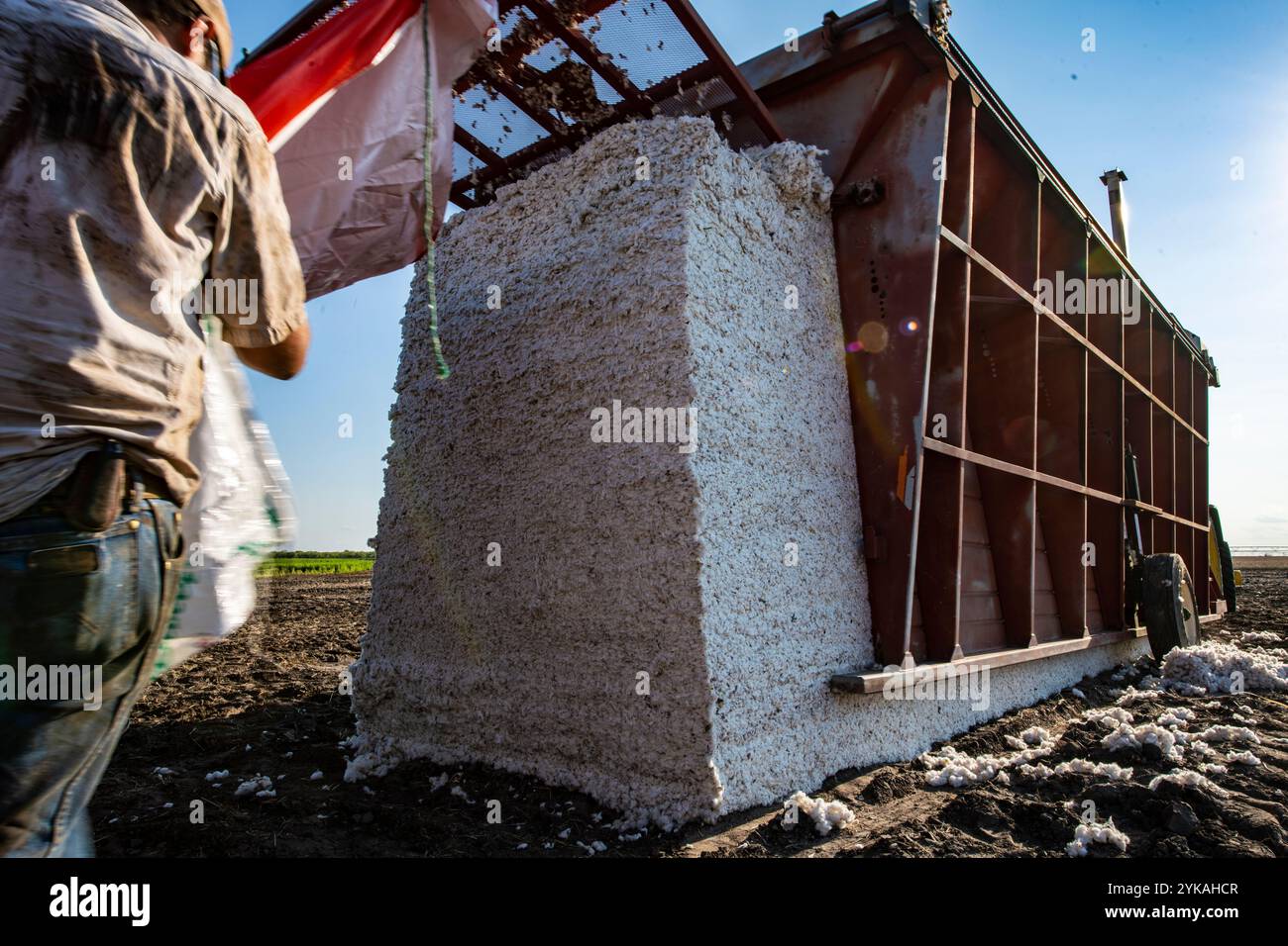 Un costruttore di moduli viene estratto da un modulo di cotone compattato durante la raccolta del cotone della Ernie Schirmer Farms, a Batesville, Texas, il 22 agosto 2020. Quattro giorni fa, la pioggia ha fatto la doccia di questo raccolto di cotone, ammorbidendo il terreno e facendo cadere i delicati bolli di cotone rotondi e aggrovigliati dalla pianta; ammorbidendo il terreno che deve sostenere il peso dell'attrezzatura per la raccolta del cotone. Oggi, una tempesta in avvicinamento li spinge a iniziare un giorno prima. Dalle 10:00 alle 22:00, le raccoglitrici sono guidate attraverso i campi circolari (pivot irrigati). Le raccoglitrici utilizzano teste di raccolta specializzate che ruotano e tirano t Foto Stock