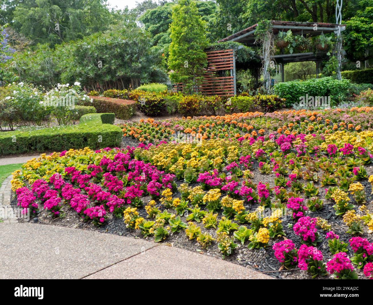 Parco di Roma Street a Brisbane, con massiccio letto di Kalanchoes, succulente, con fiori dai colori vivaci in primo piano in Australia Foto Stock