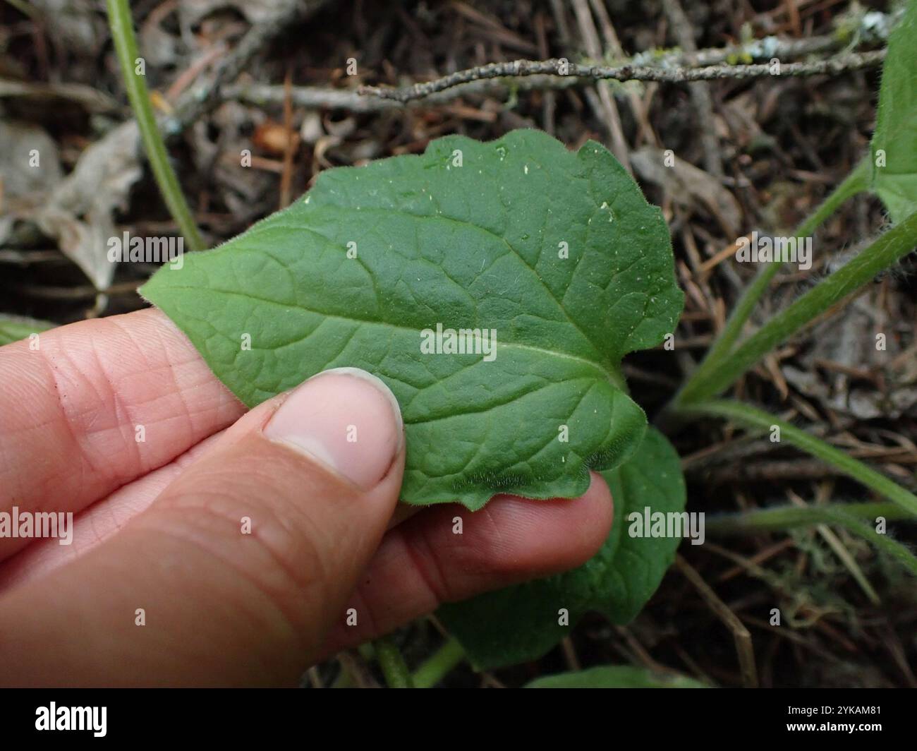 Arnica a foglia larga (Arnica latifolia) Foto Stock