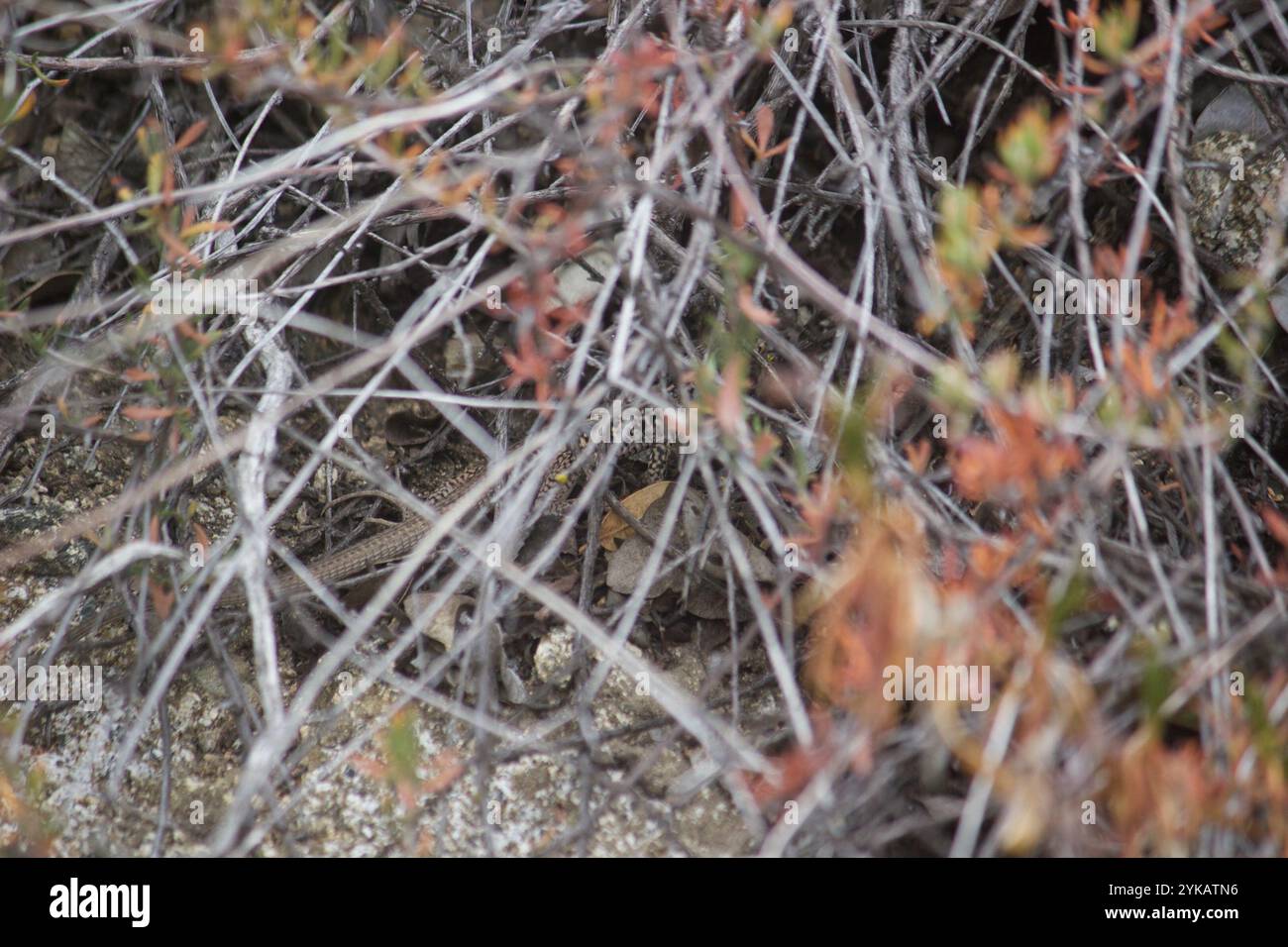 Coda di frusta occidentale (Aspidoscelis tigris) Foto Stock