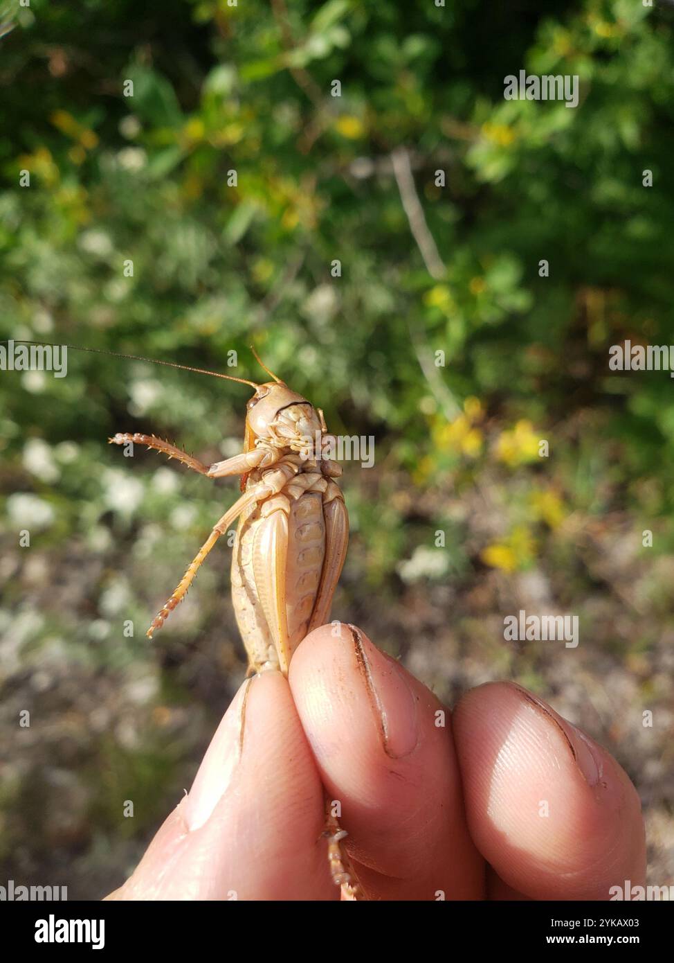 Cricket di Mormon (Anabrus simplex) Foto Stock