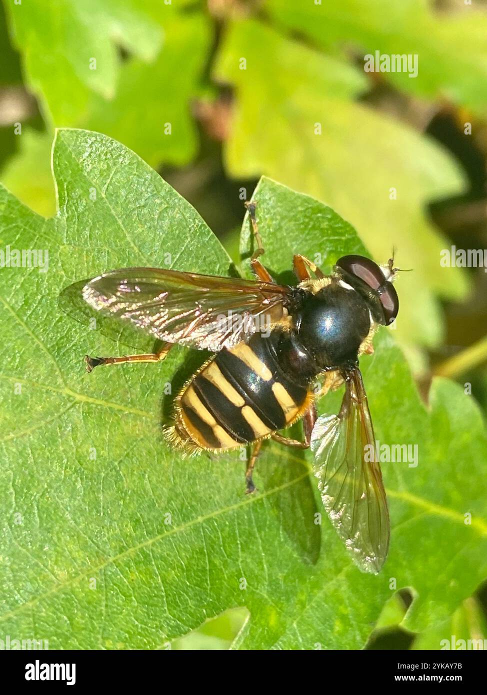 Torba grigia gialla (Sericomyia silentis) Foto Stock