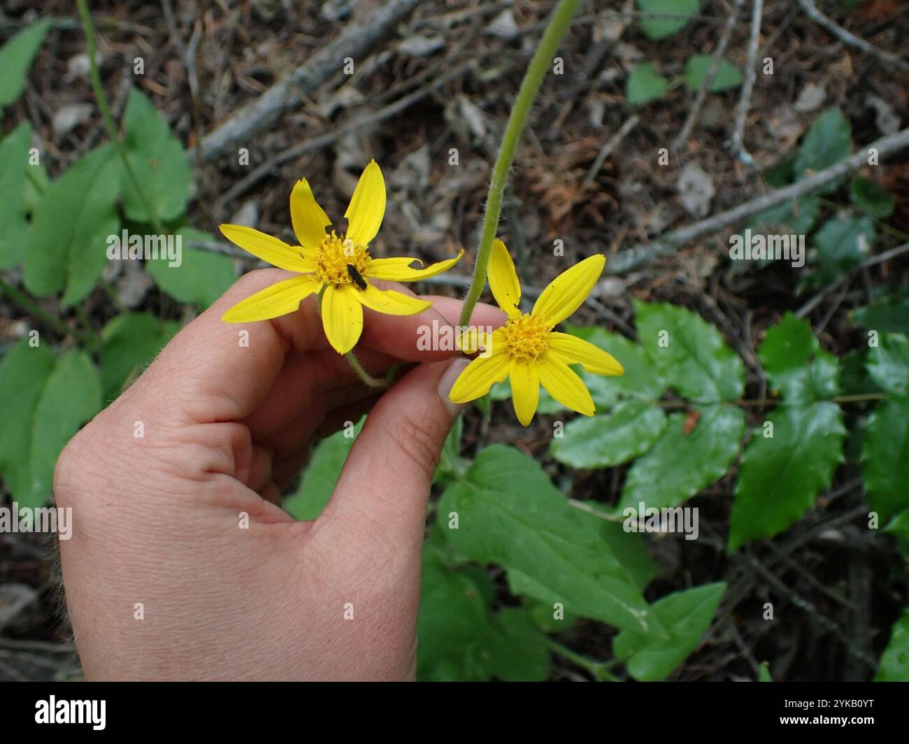 Arnica a foglia larga (Arnica latifolia) Foto Stock