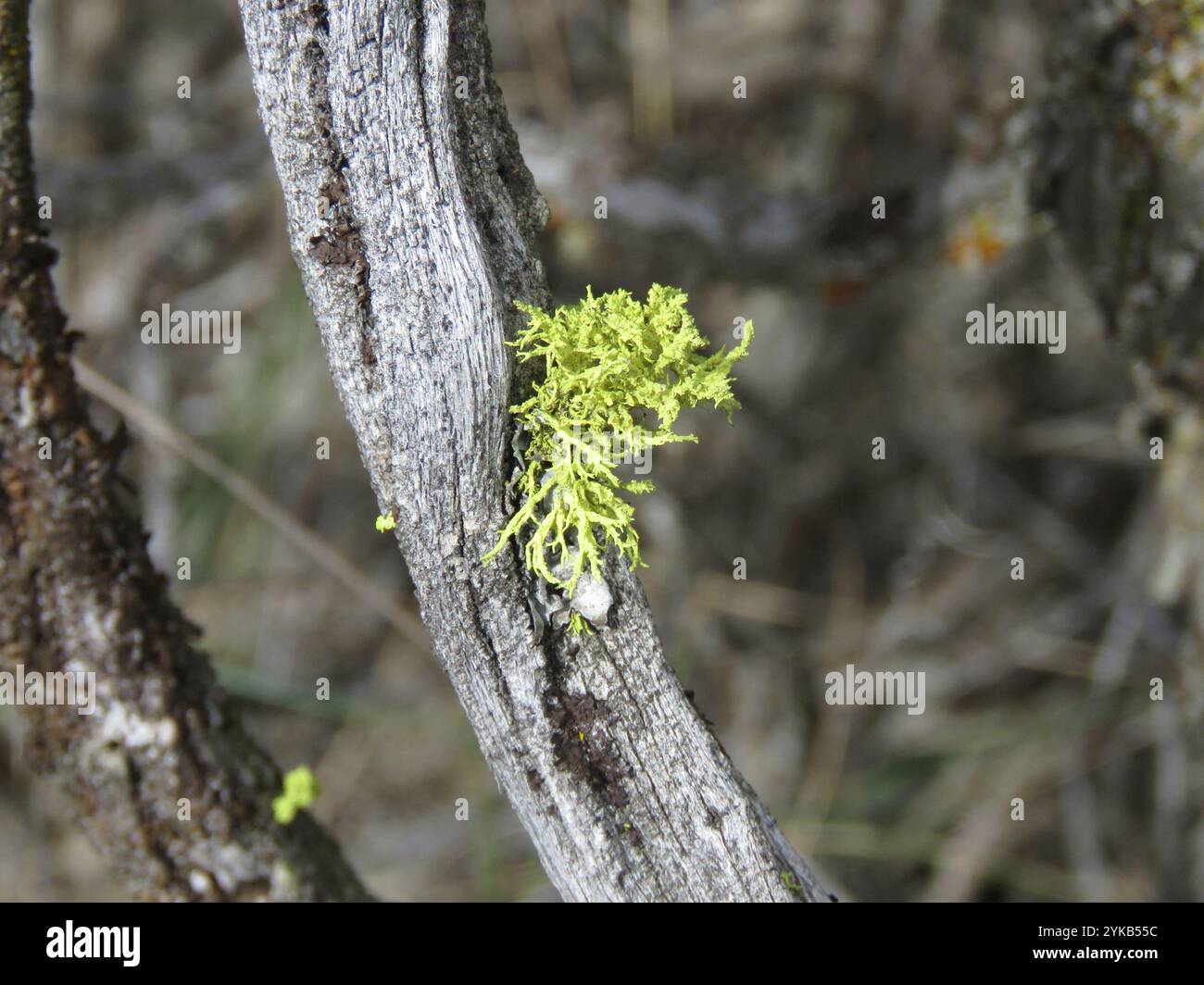 Lichene di lupo (Letharia vulpina) Foto Stock