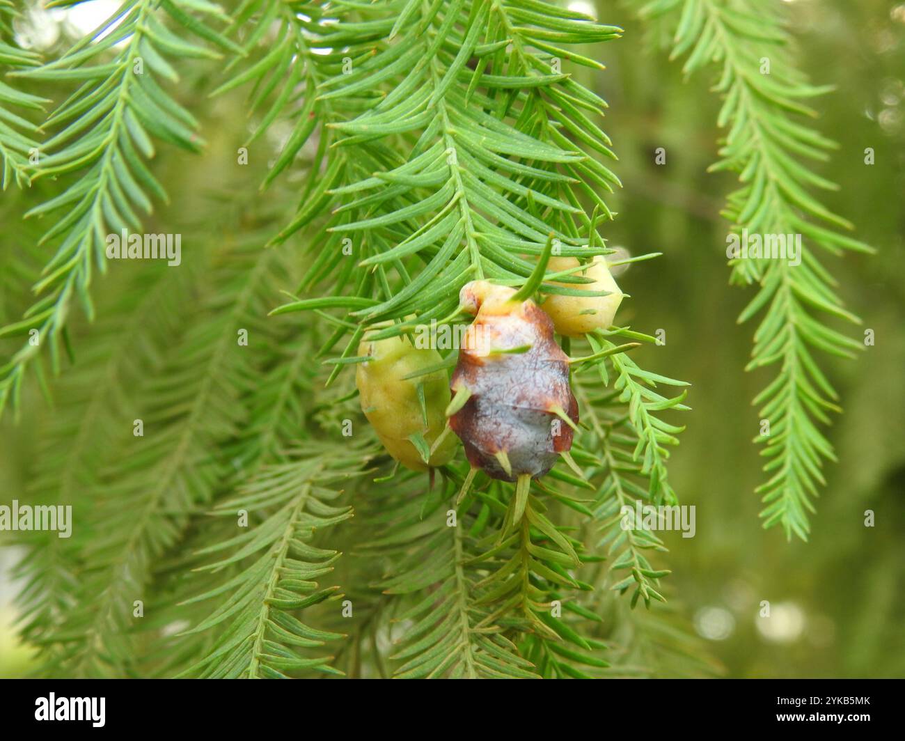 Cypress Twig Gall Midge (Taxodiomyia cupressiananassa) Foto Stock