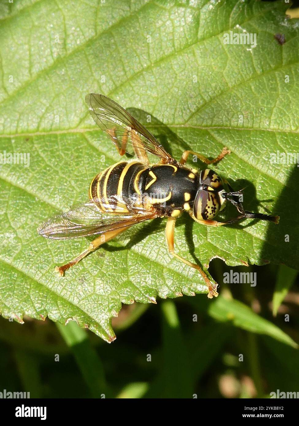 Volo sul calabrone orientale (Spilomyia longicornis) Foto Stock