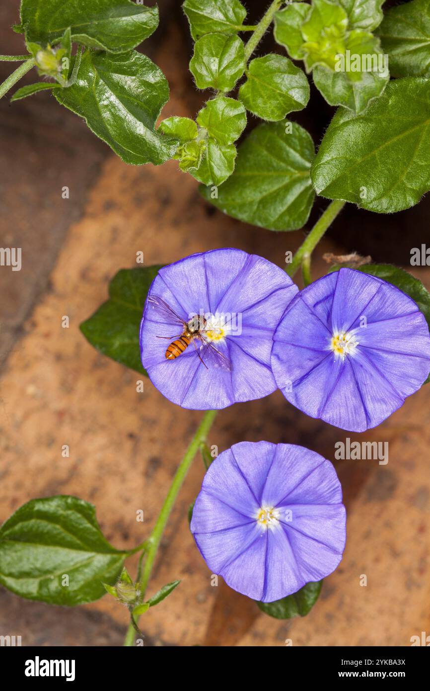 Convolvulus sabatius 'Early Blue' con hoverfly Foto Stock