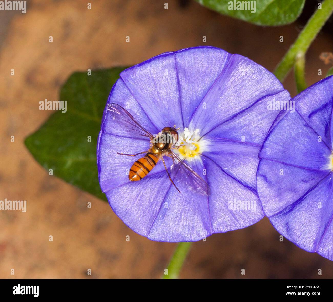 Convolvulus sabatius 'Early Blue' con hoverfly Foto Stock
