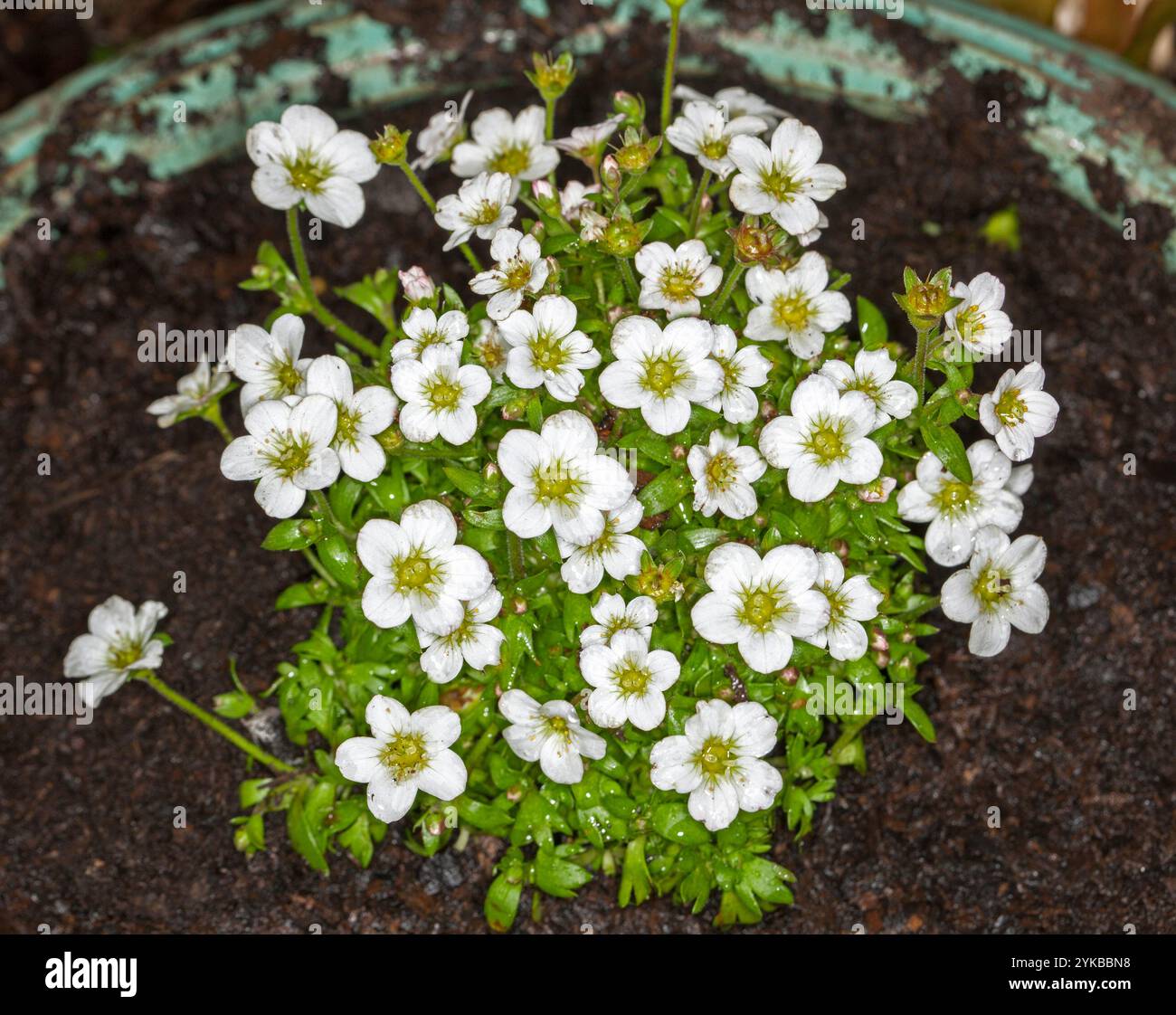 Massa di attraenti piccoli fiori bianchi e foglie verdi vivide della pianta di copertura del grovo Saxifraga apiculata "Alba" Foto Stock