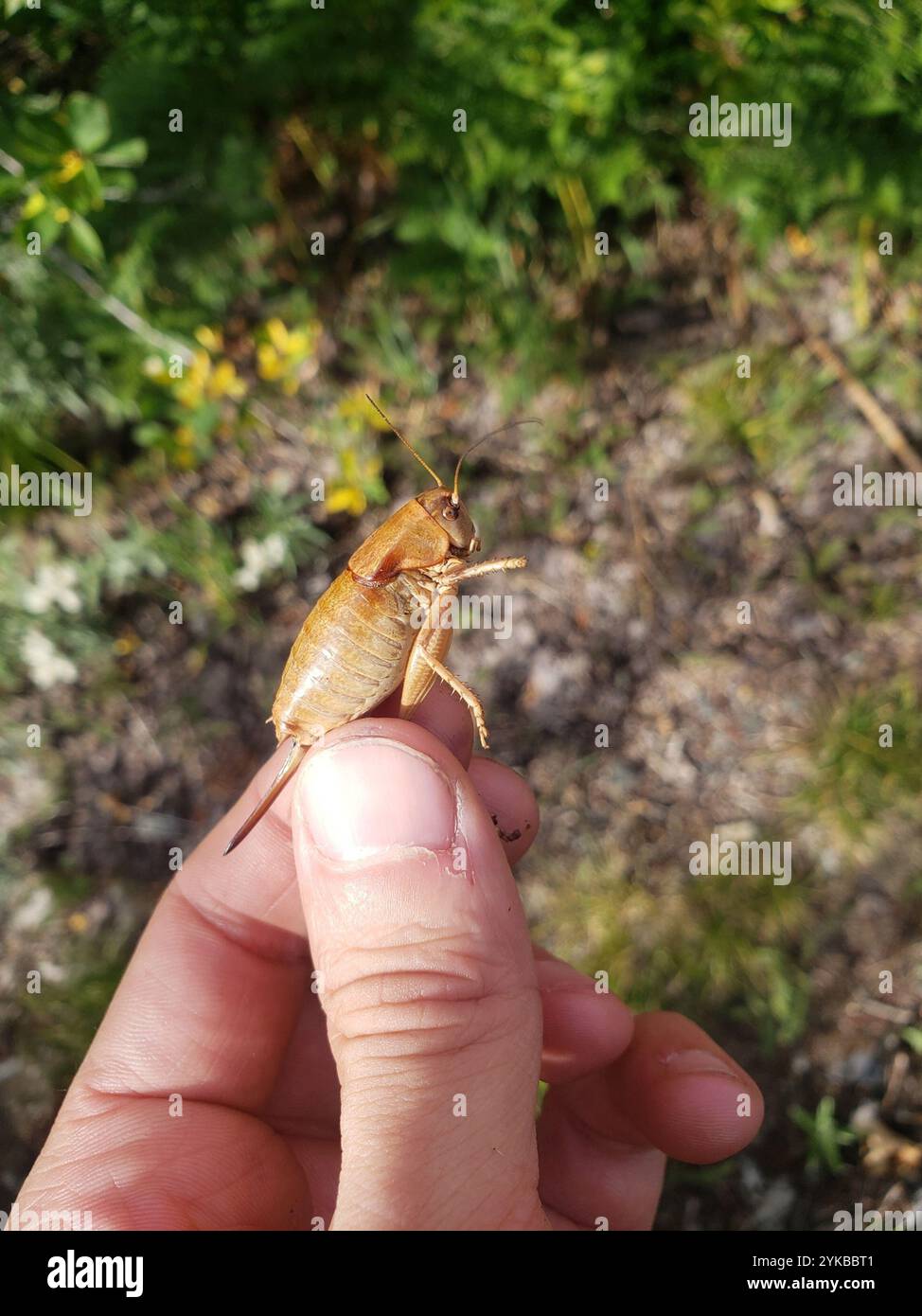 Cricket di Mormon (Anabrus simplex) Foto Stock