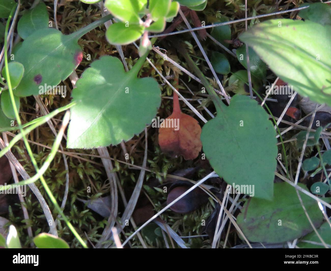 Lindley's Aster (Symphyotrichum ciliolatum) Foto Stock