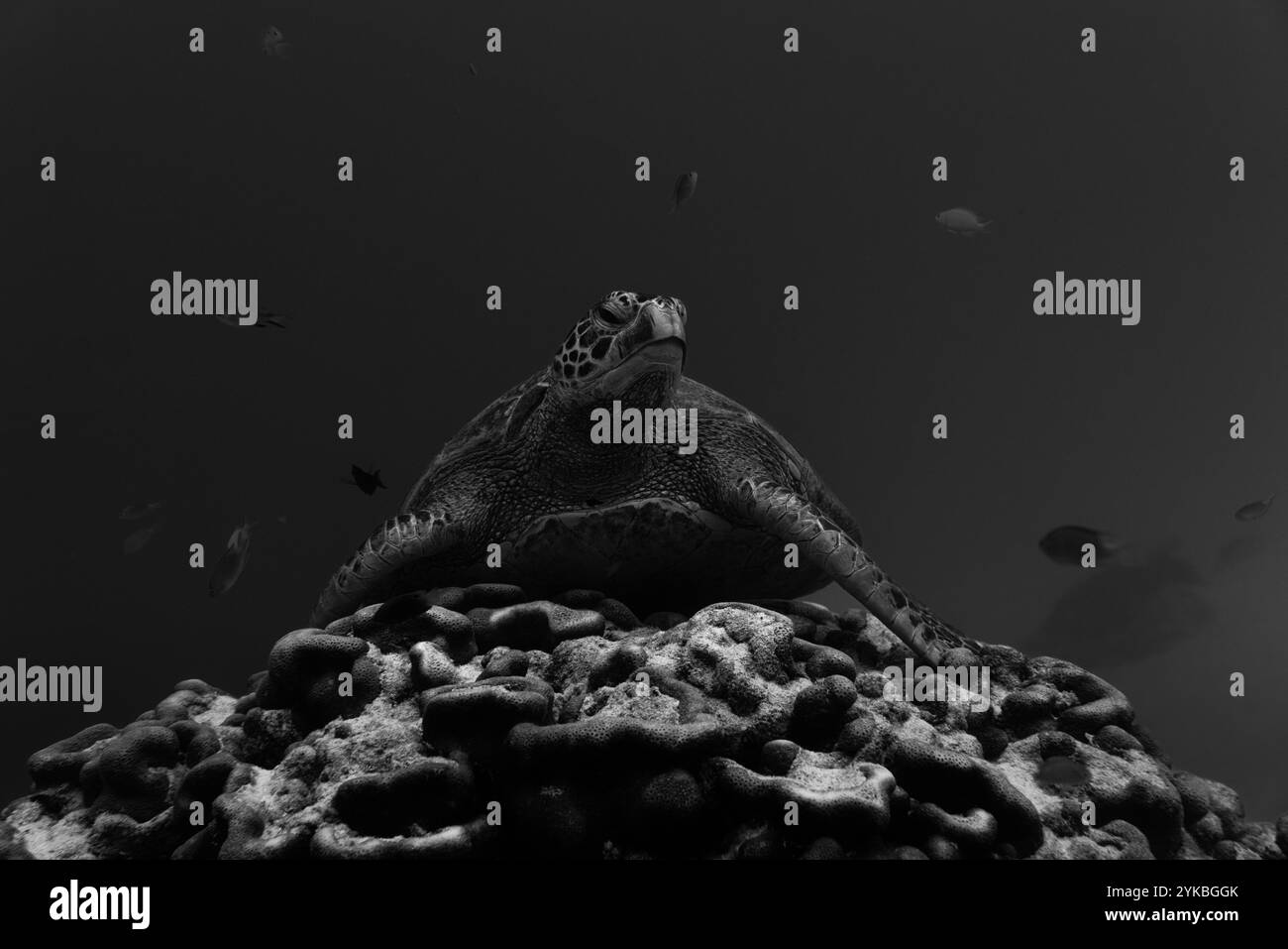 La tartaruga verde di mare riposa pacificamente sulla vibrante barriera corallina. Foto Stock