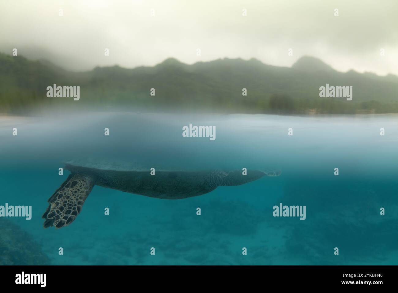 Una graziosa tartaruga di mare verde scivola senza sforzo sulla superficie dell'acqua, crogiolandosi alla luce del sole mentre le dolci onde si infrangono intorno: Un momento sereno. Foto Stock