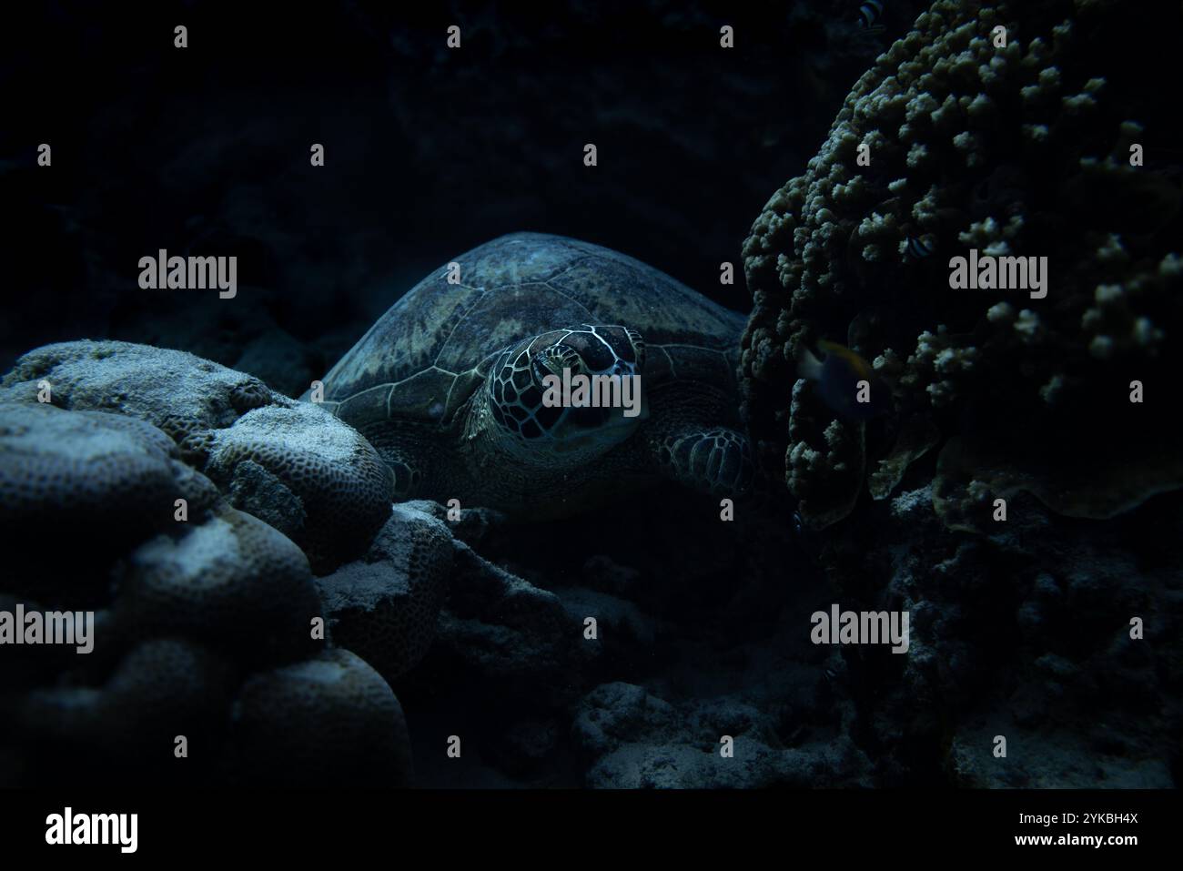 Una tartaruga di mare verde si appoggia pacificamente su coralli vibranti, mostrando la bellezza della vita marina nel suo habitat naturale. Momenti sereni catturati sott'acqua. Foto Stock