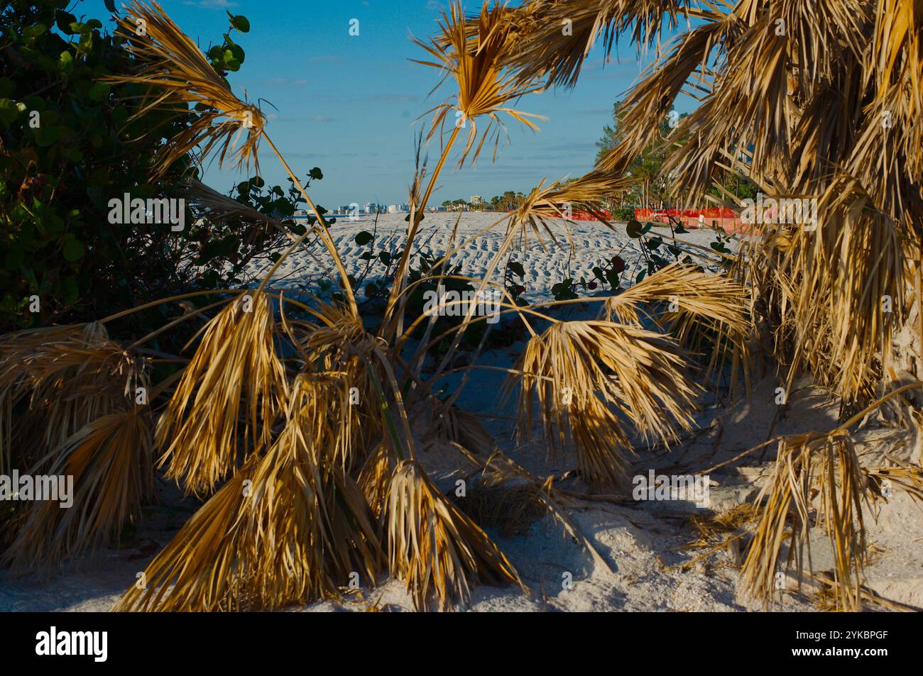 Ampia vista incorniciata sulle fronde delle palme marroni nord linee principali St. Pete Beach, Florida, Pass-a-Grille Beach dopo gli Hurricanes Helene e Milton, accanto al Golfo di M. Foto Stock