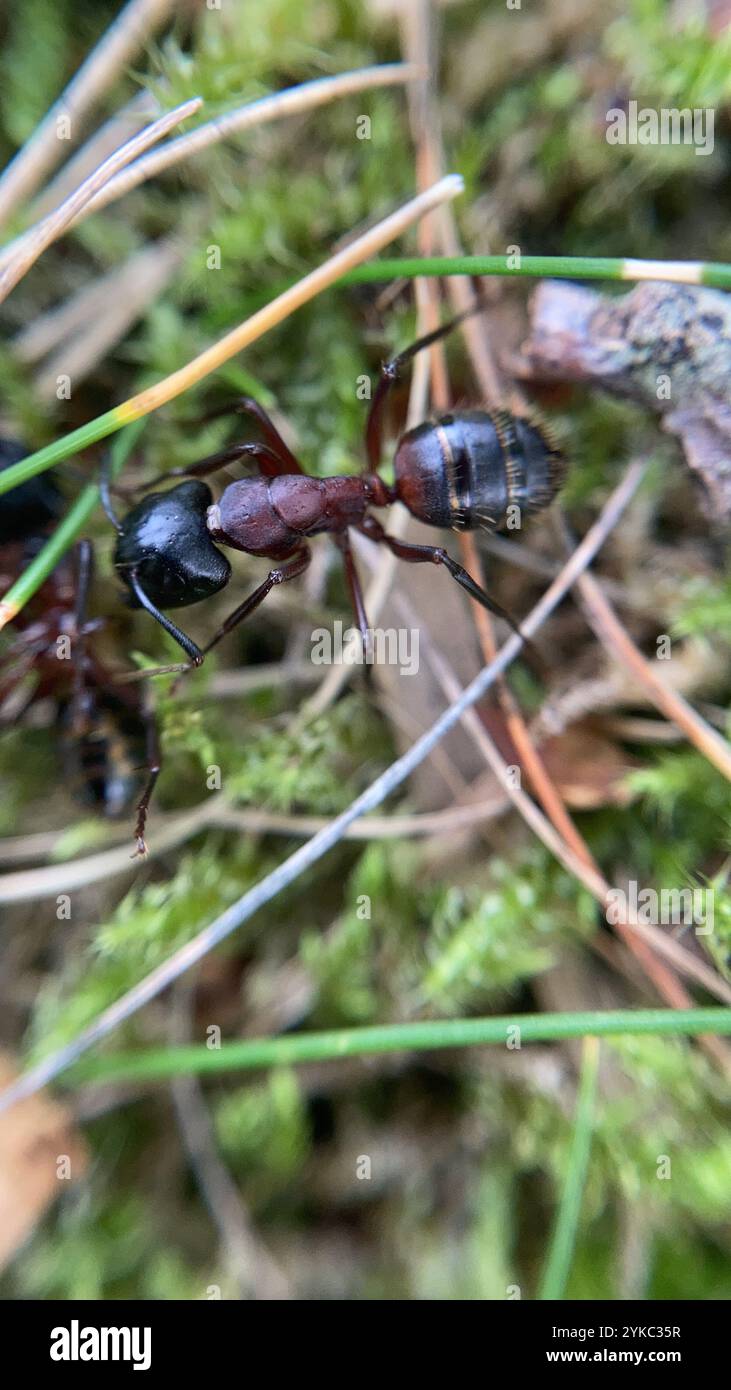 Formica da falegname marrone-nero (Camponotus ligniperda) Foto Stock