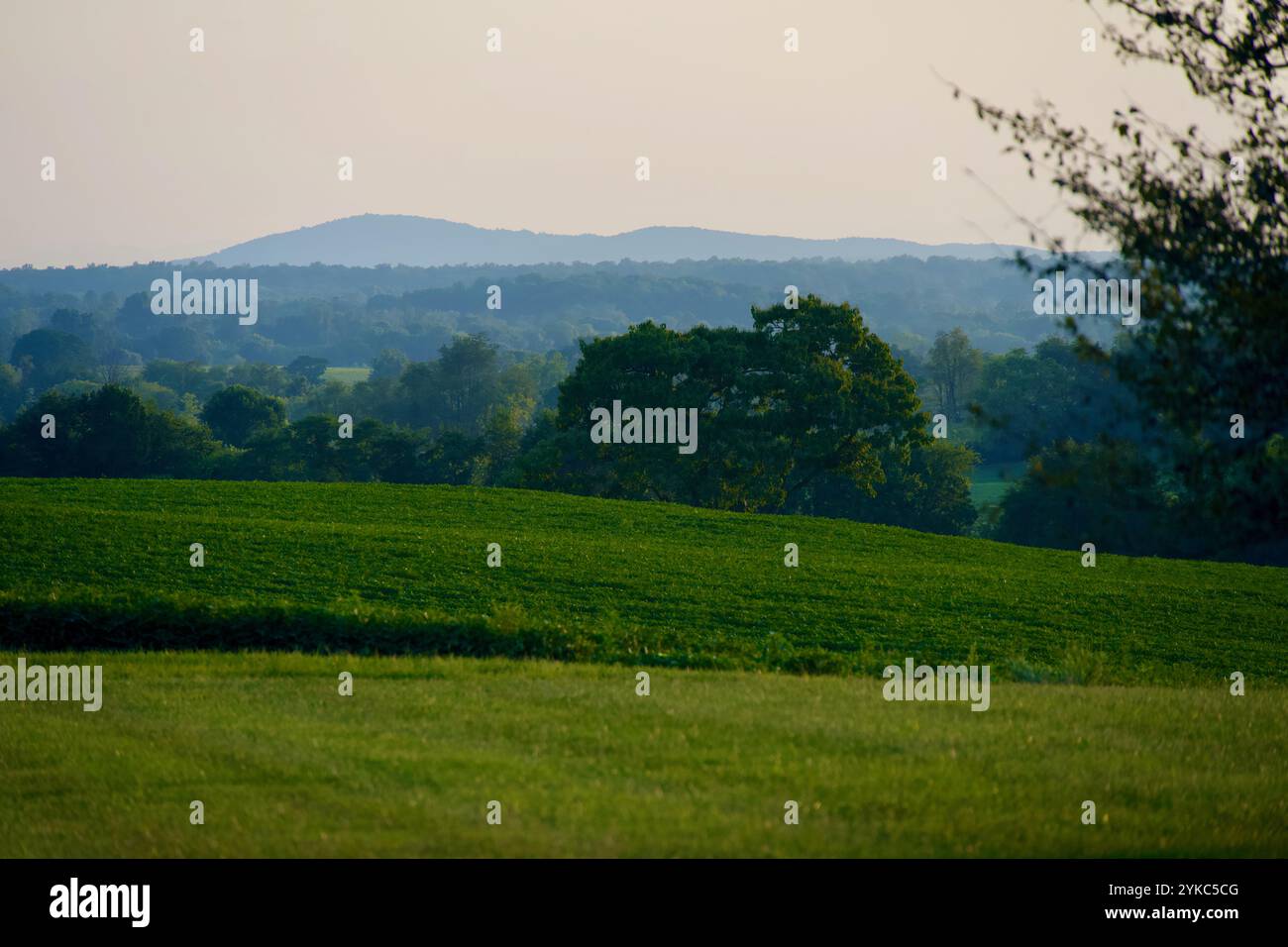 La luce della sera cade sul Parco Nazionale di Shenandoah in lontananza e su un campo di agricoltori in primo piano al crepuscolo. Foto Stock