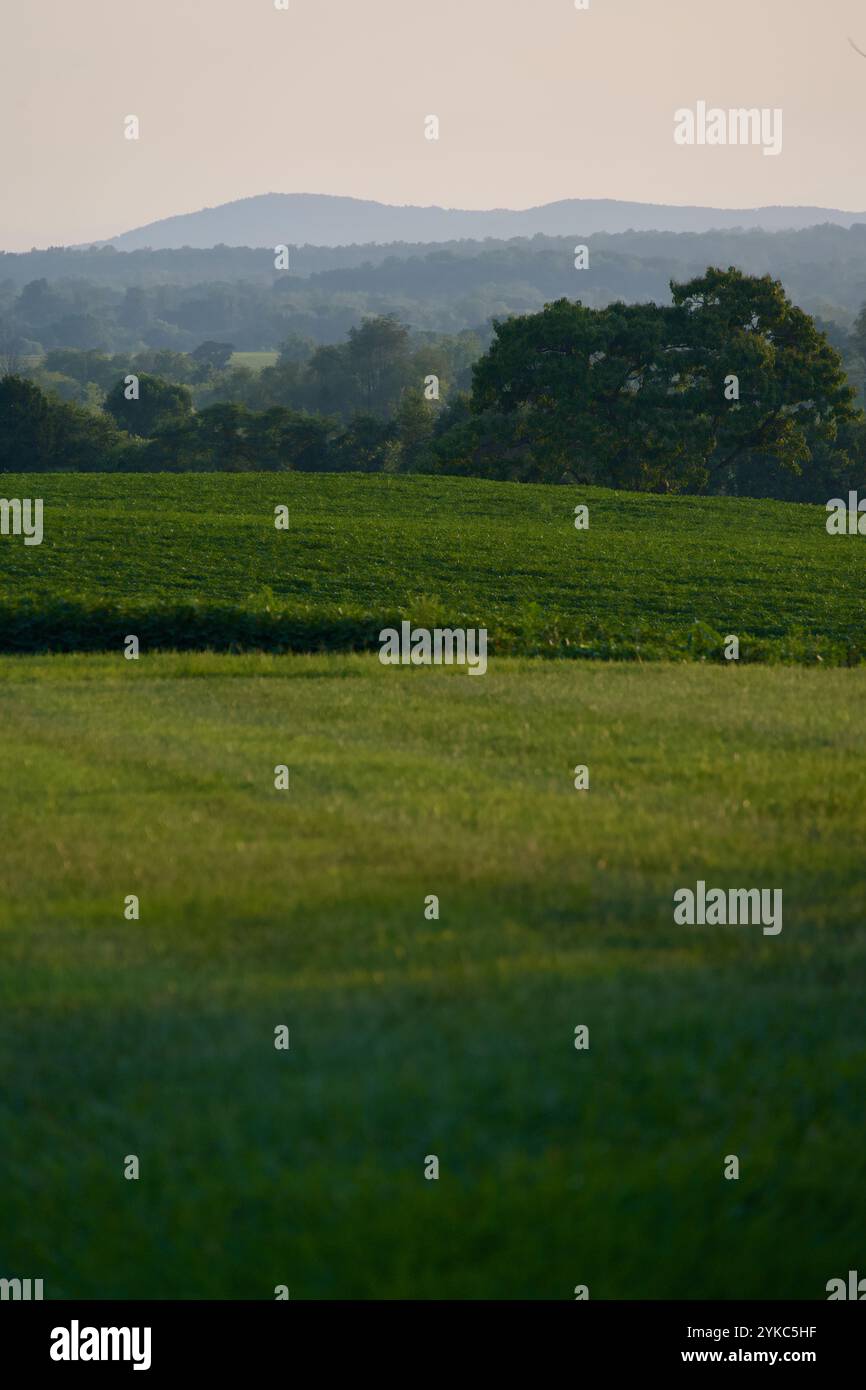 La luce della sera cade sul Parco Nazionale di Shenandoah in lontananza e su un campo di agricoltori in primo piano al crepuscolo. Foto Stock