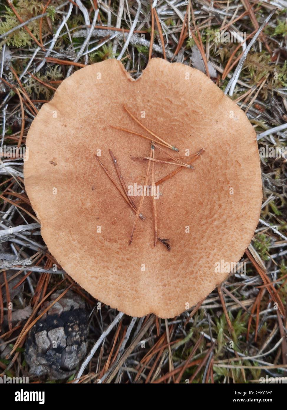 Latte di zucchero bruciato (Lactarius helvus) Foto Stock