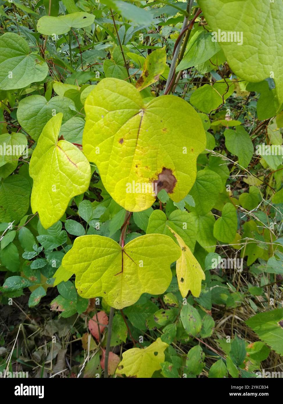 Semi di luna (Menispermum canadense) Foto Stock