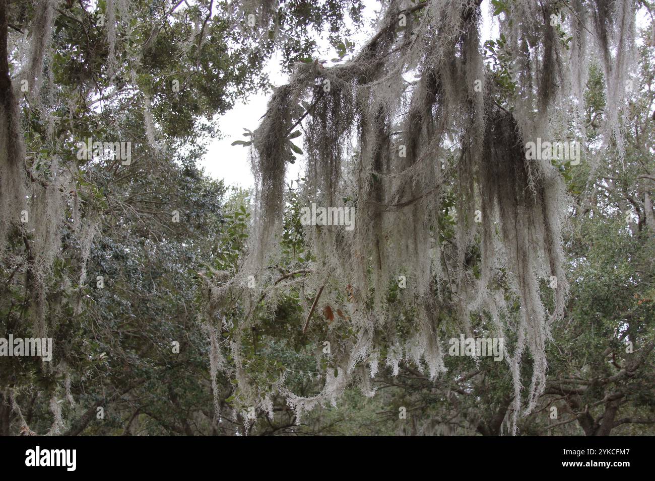 Muschio spagnolo Tillandsia usneoides appeso al ramo degli alberi di Orlando FL Foto Stock