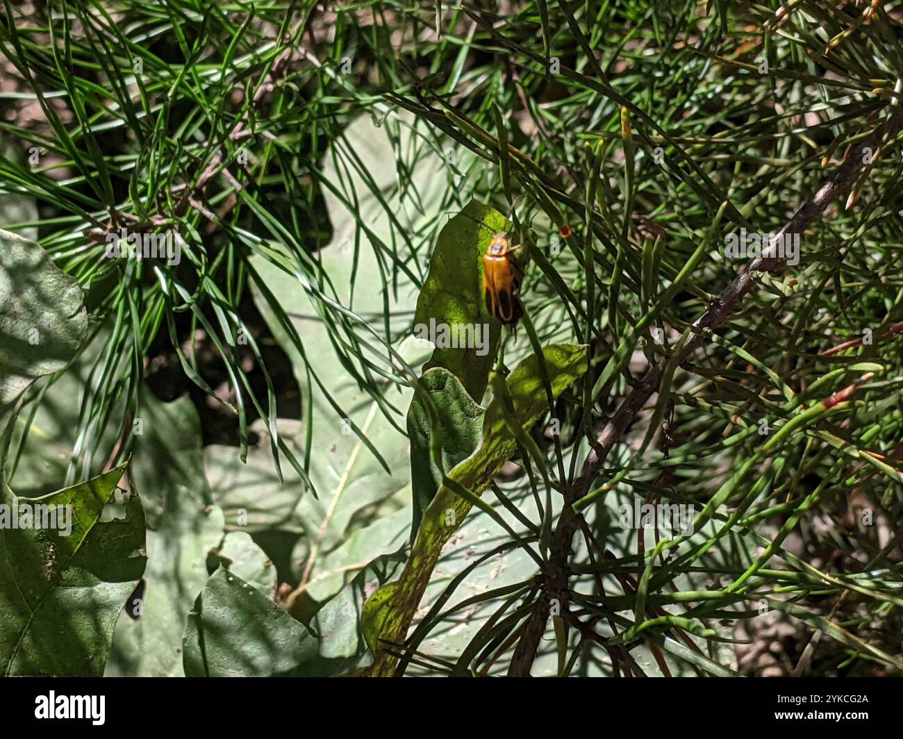 Coleottero da soldato (Chauliognathus pensylvanicus) Foto Stock