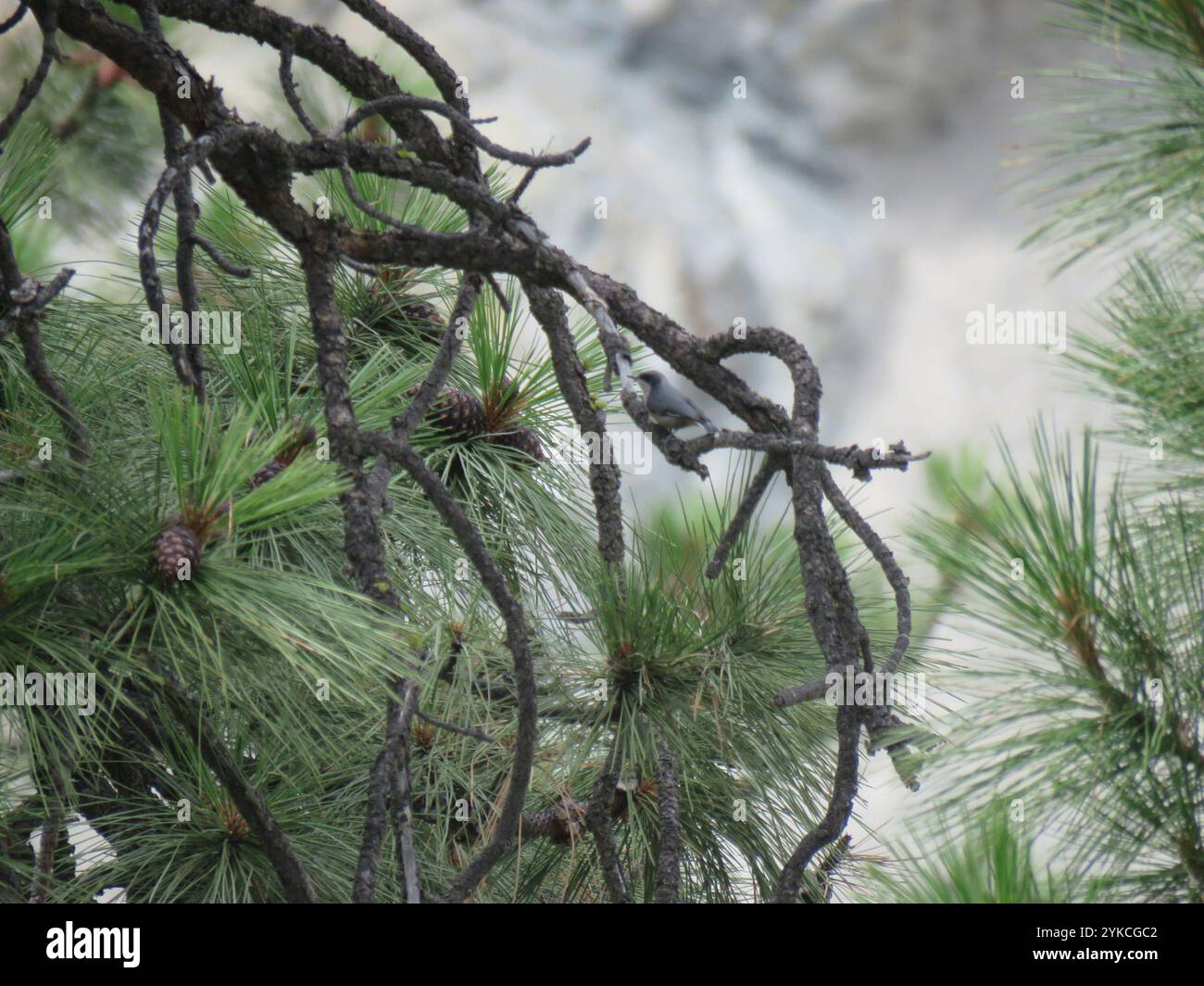 Nuthatch pigmeo (Sitta pygmaea) Foto Stock