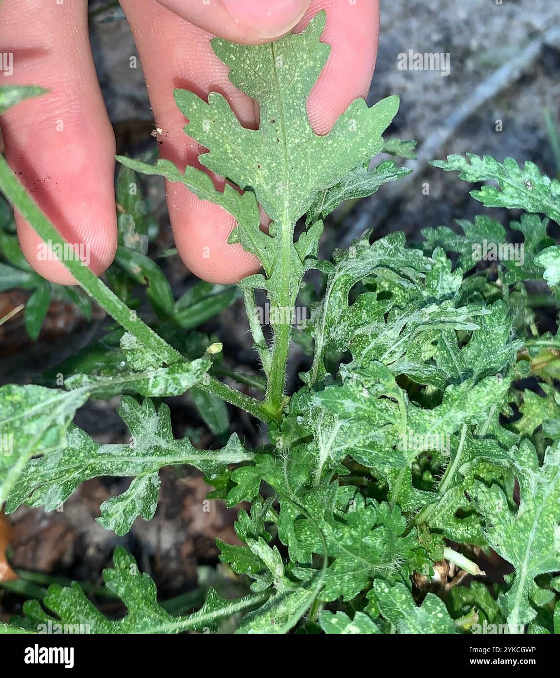 Santa Maria feverfew (Parthenium hysterophorus) Foto Stock