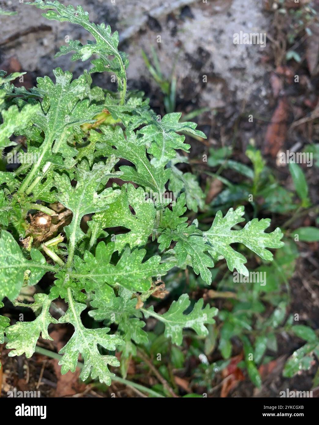 Santa Maria feverfew (Parthenium hysterophorus) Foto Stock