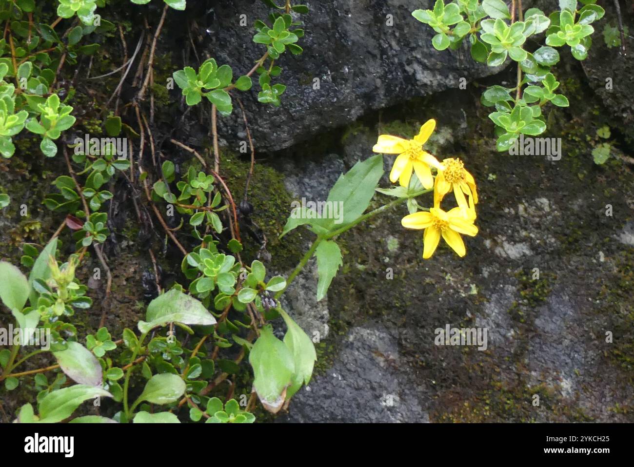 Arnica a foglia larga (Arnica latifolia) Foto Stock