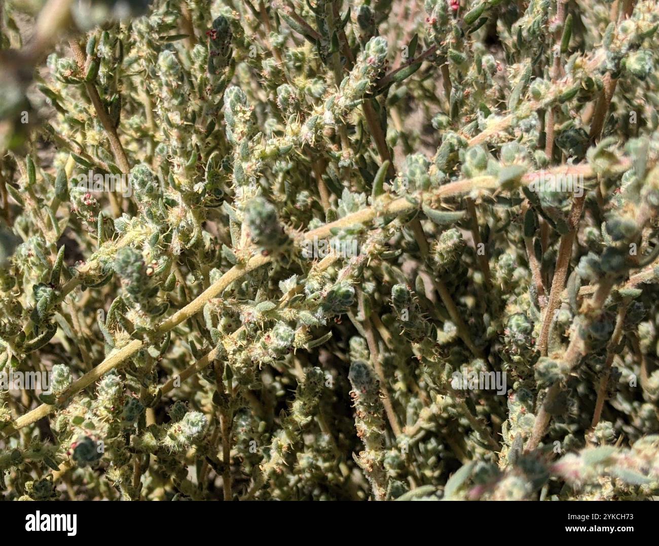 Fivehorn smotherweed (Bassia hyssopifolia) Foto Stock