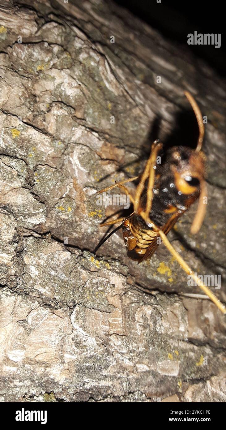 Coda di piccione (Tremex columba) Foto Stock