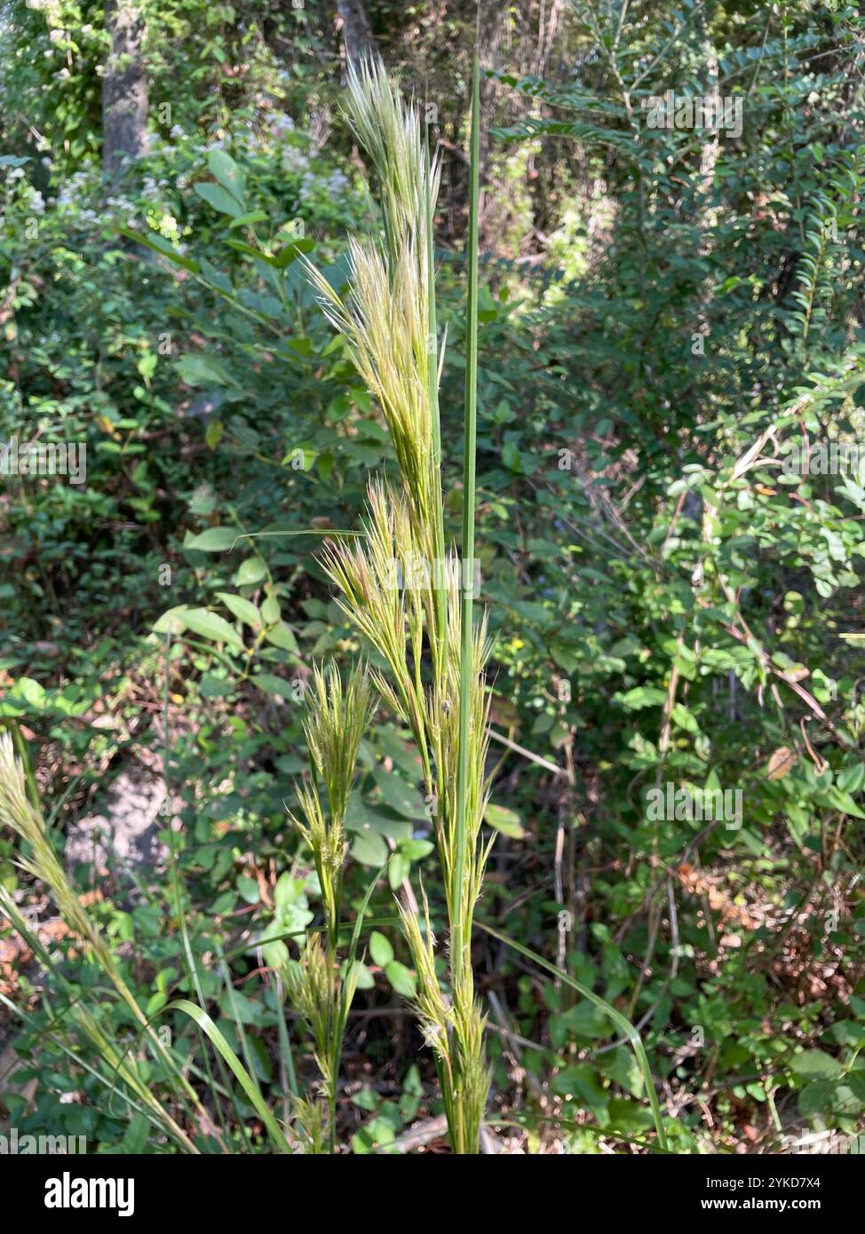 (Andropogon glomerato) Foto Stock