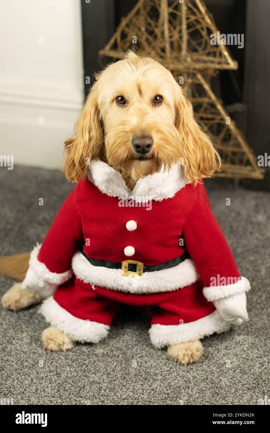 Cane Cockapoo in costume da Babbo Natale. Foto Stock
